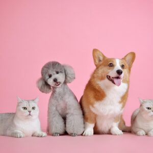 Pet